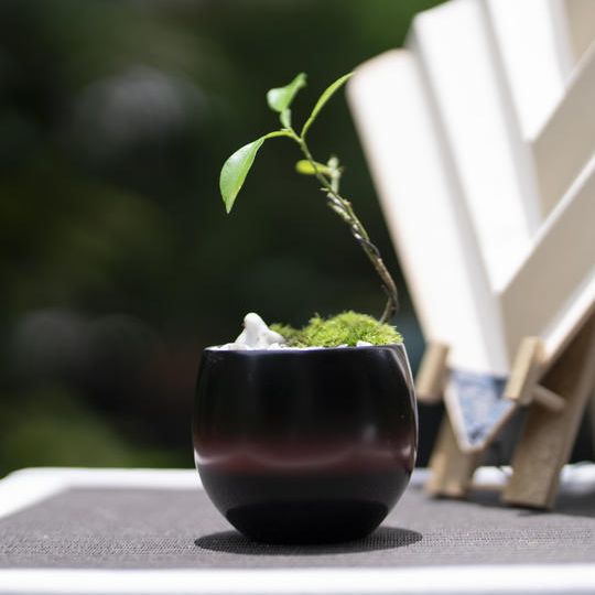 ⑫漆器コラボセット　ユズ（ミニ）