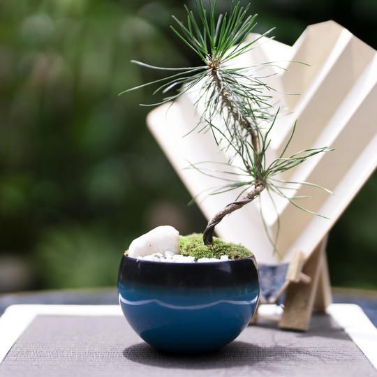 ⑬漆器コラボセット　マツ（5年）