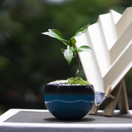 ⑮漆器コラボセット　ユズ（中）