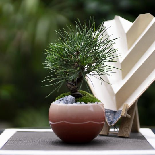 ⑯漆器コラボセット　マツ（10年）