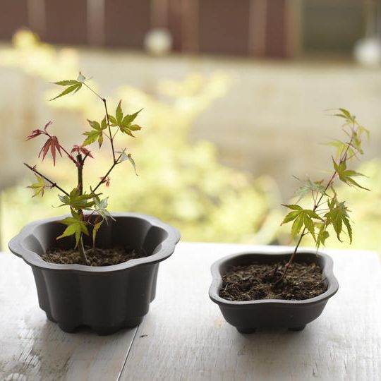 ミニ盆栽鉢２種類