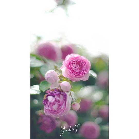 ラフォルム本店で使える 期間・個数限定 22%OFF割引券♪