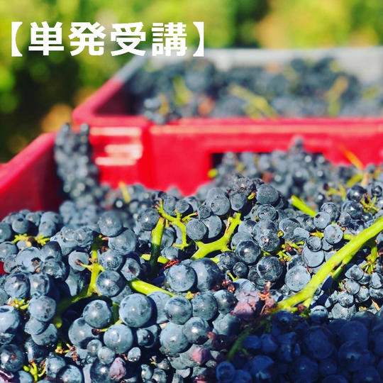 <単発受講(1回のみ)>【菊間千乃から学ぶ】世界を旅するビジネスワイン講座