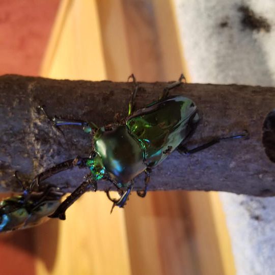 ニジイロクワガタ 成虫ペア