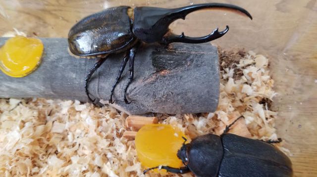 ヘラクレスオオカブトムシ 成虫ペア - (8月1日どりぃむ  