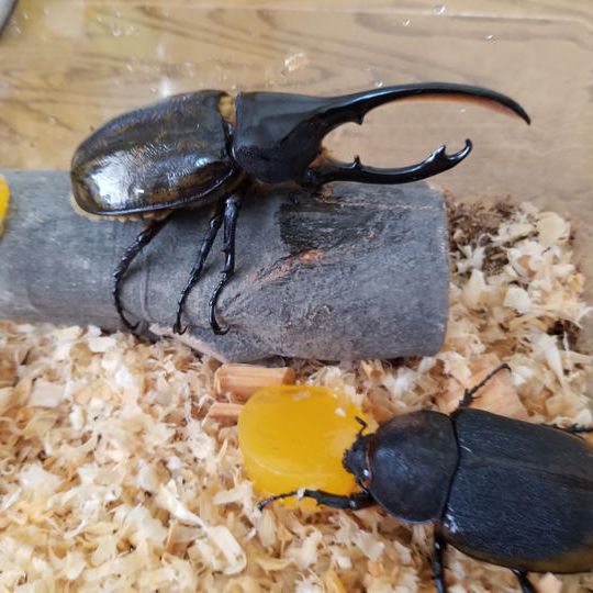 ヘラクレスオオカブトムシ 成虫ペア