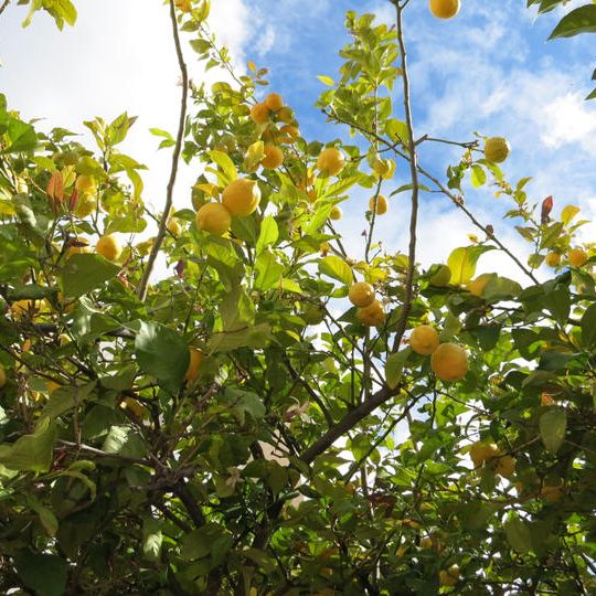 潤いセラムが入った香りのいいアルコール除菌ジェルのブランド商品開発