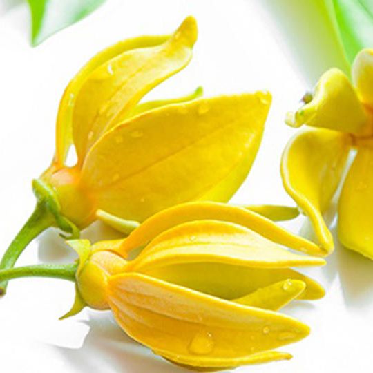 4本セット【香りのいいアルコール除菌ジェルのブランド】