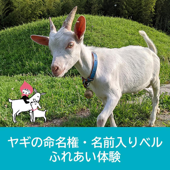 かわいいヤギと触れあえる！ヤギのメェ～メェ～（命名）権+命名した名前入りベル+ふれあい体験
