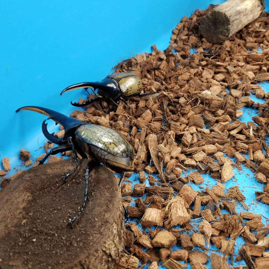 イベントに世界のカブトムシ・クワガタムシお持ちします!