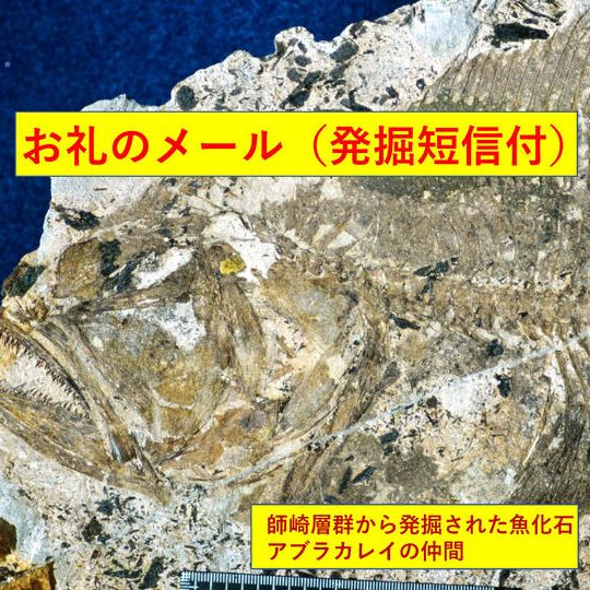 【お気持ち応援コース】お礼メール(発掘調査短信・動画付き)