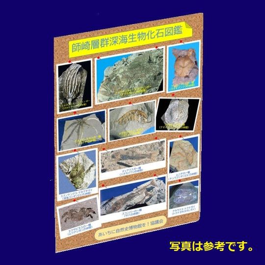 【知って応援コース】”限定”師崎層群化石クリアファイル(発掘調査短信・動画付き)