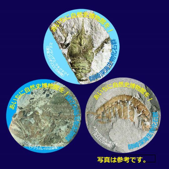 【着けて応援コース】“限定”師崎層群化石オリジナル缶バッジ3個セット(発掘調査短信・動画付き)