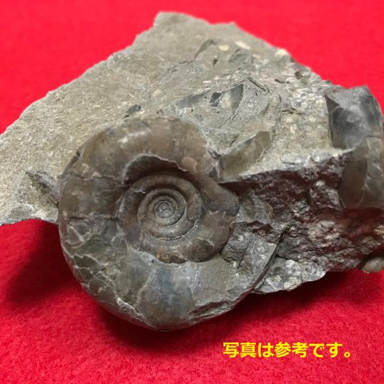 【触って応援コース】メンバー自採の実物化石(発掘調査報告書、短信・動画付き)