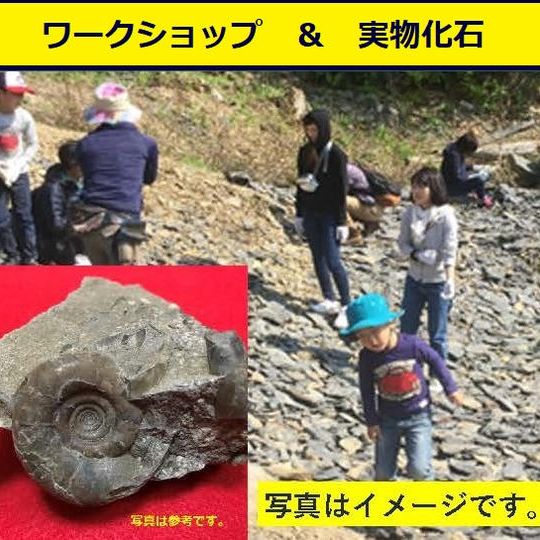 【掘って応援コースB】ワークショップ「師崎層群観察会」発掘体験付き&実物化石(発掘調査報告書、短信・動画付き)