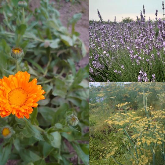 ハーブ苗3種類セット