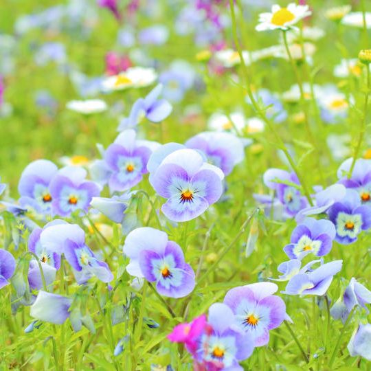 C.御礼メール＋新聞に名前掲載＋パノラマ新聞＋CF限定フラワーカード