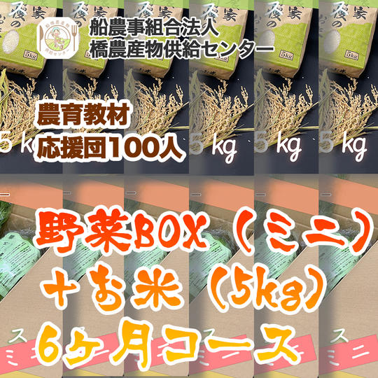【農育応援団】感謝のお手紙と美味しい野菜通信臨時創刊号コース＋旬の野菜BOX（ミニ）＋お米（5kg）6ヶ月コース