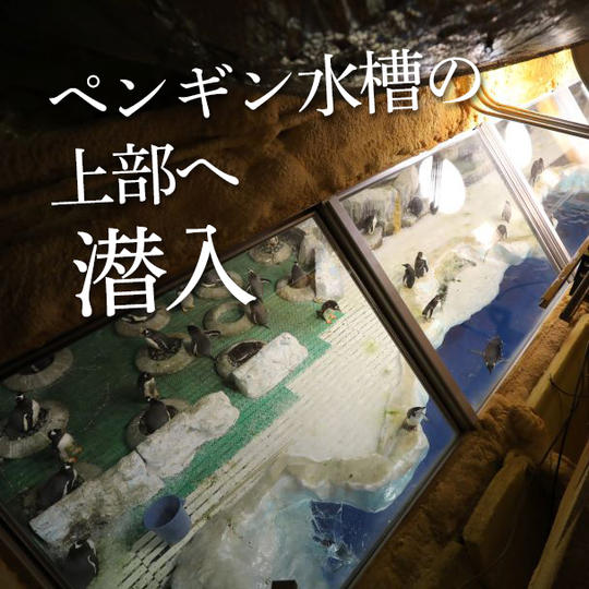 ペンギンバックヤード見学