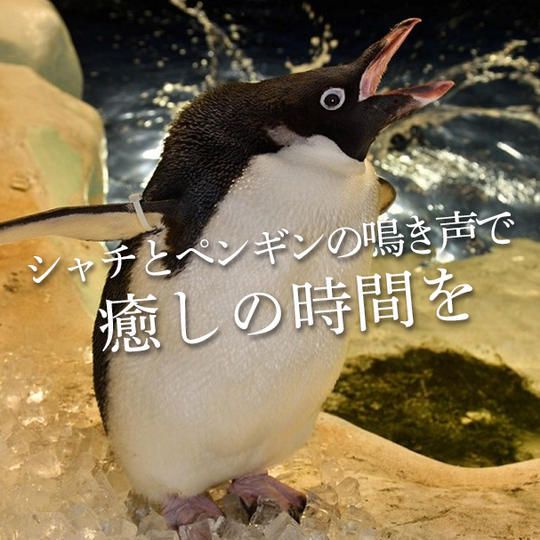 ペンギンとシャチの鳴き声データファイル