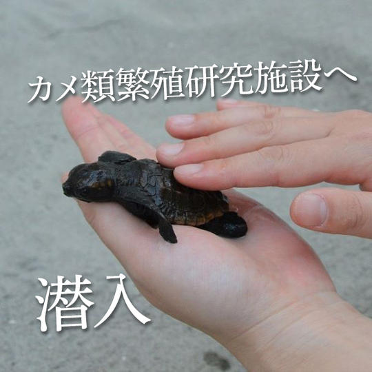 子ガメにタッチ