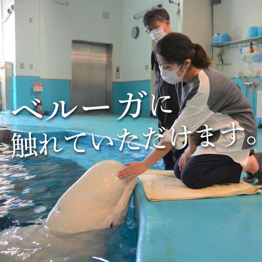 ベルーガバックヤード見学