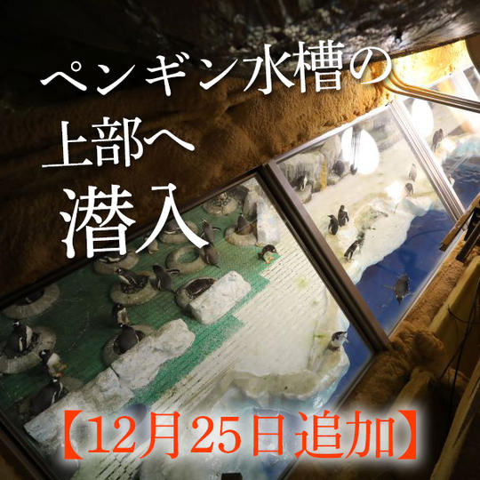 【12月25日追加】ペンギンバックヤード見学