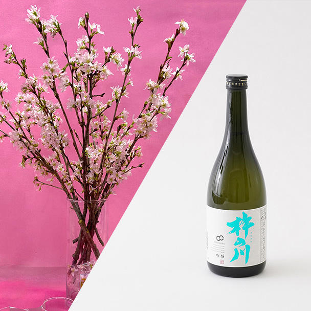 桜と【杵の川】酒蔵梅酒 500mlのセット - (選べる長崎のお酒で“誰より