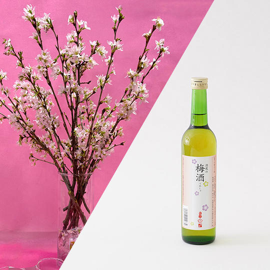 桜と【杵の川】酒蔵梅酒 500mlのセット