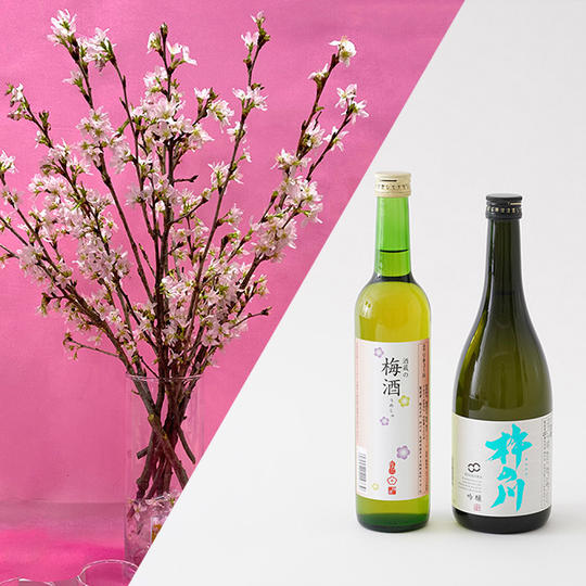 桜と【杵の川】吟醸酒50 720ml・酒蔵梅酒 500mlのセット