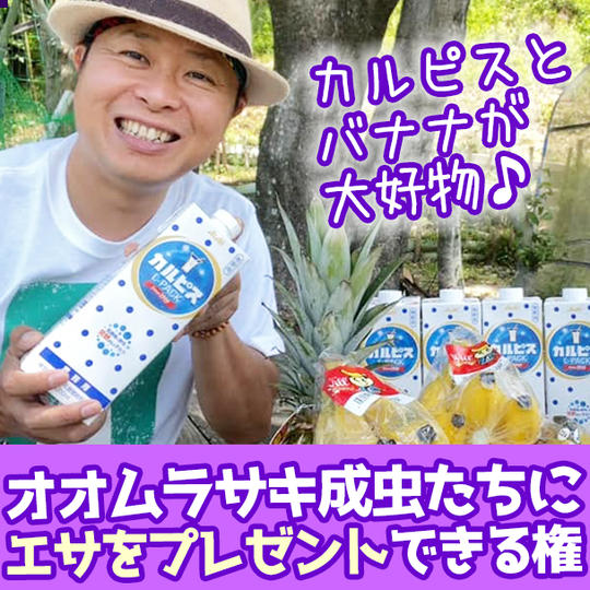 オオムラサキ成虫たちにエサをプレゼントできる権 ※カルピスや果物を購入させていただきます！