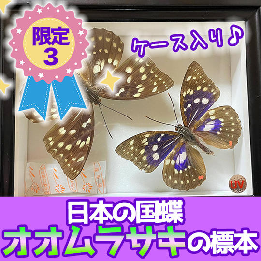 【限定３】日本の国蝶オオムラサキの標本