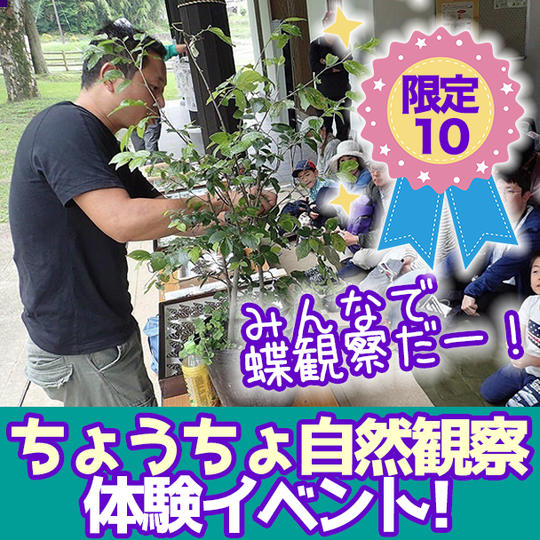 【限定１０】特価！ちょうちょ自然観察！体験イベント（２０２２年４月２４日１０時～）