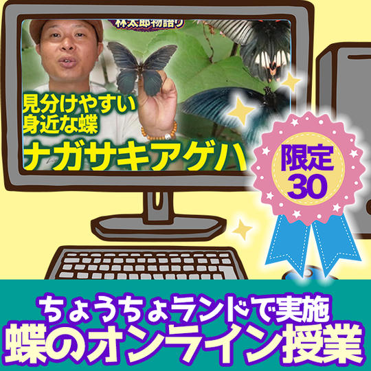 【限定３０】ちょうちょランドで実施！蝶のオンライン授業 