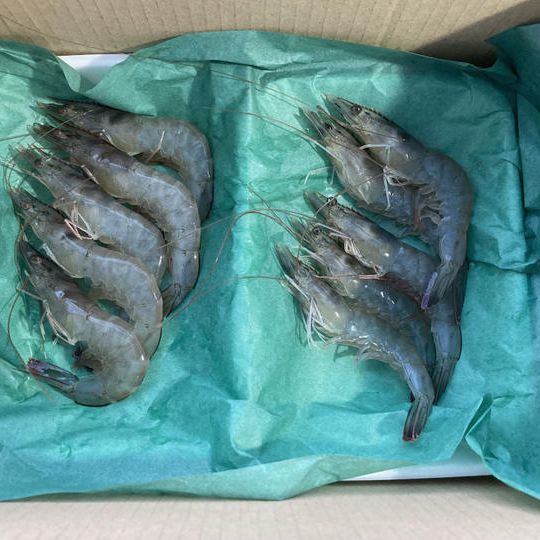 法人向けリワード「生」Bianca（ビアンカ）5kｇ