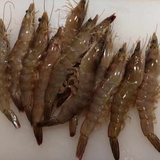 法人向けリワード「活」Bianca（ビアンカ）3kｇ