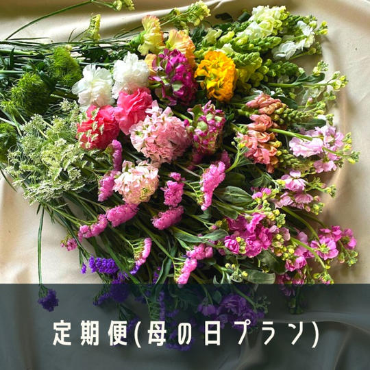 【定期便】4月・5月・6月毎月お届け 南房総の切り花詰め合わせ（母の日プラン）