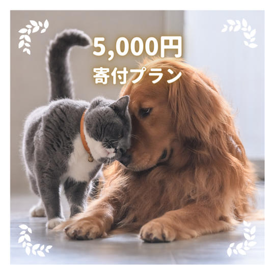 5,000円寄付プラン