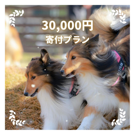 30,000円寄付プラン