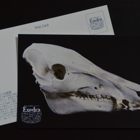 【応援】頭骨ポストカード　５種セット ＋ ふわふわの感触がたまらない キョン革のスマホクリーナーストラップ