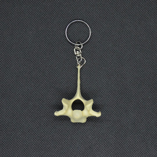 【応援】キョンの背骨のキーホルダー＋ ふわふわの感触がたまらない キョン革のスマホクリーナー（C-VALUE 限定販売）