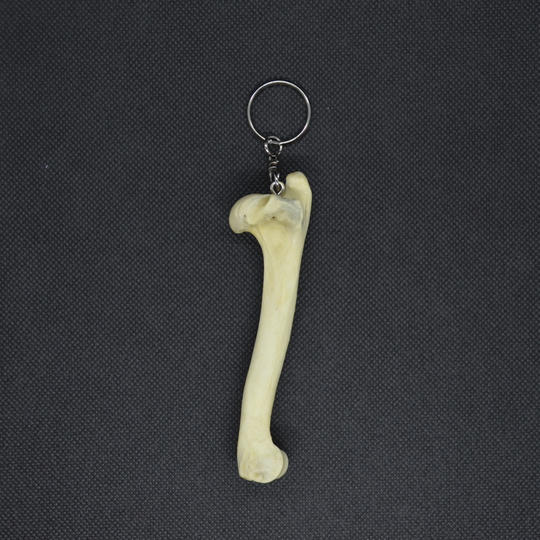 【応援】キョンの脚の骨キーホルダー＋ ふわふわの感触がたまらない キョン革のスマホクリーナー（C-VALUE 限定販売）