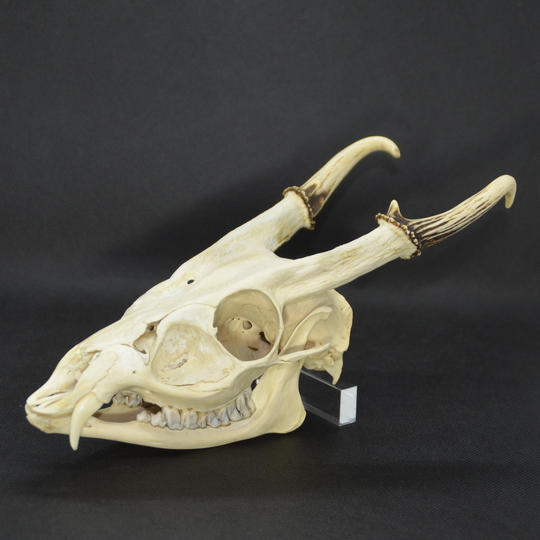 【応援】キョンの頭骨 ＋ ふわふわの感触がたまらない キョン革のスマホクリーナー（C-VALUE 限定販売）