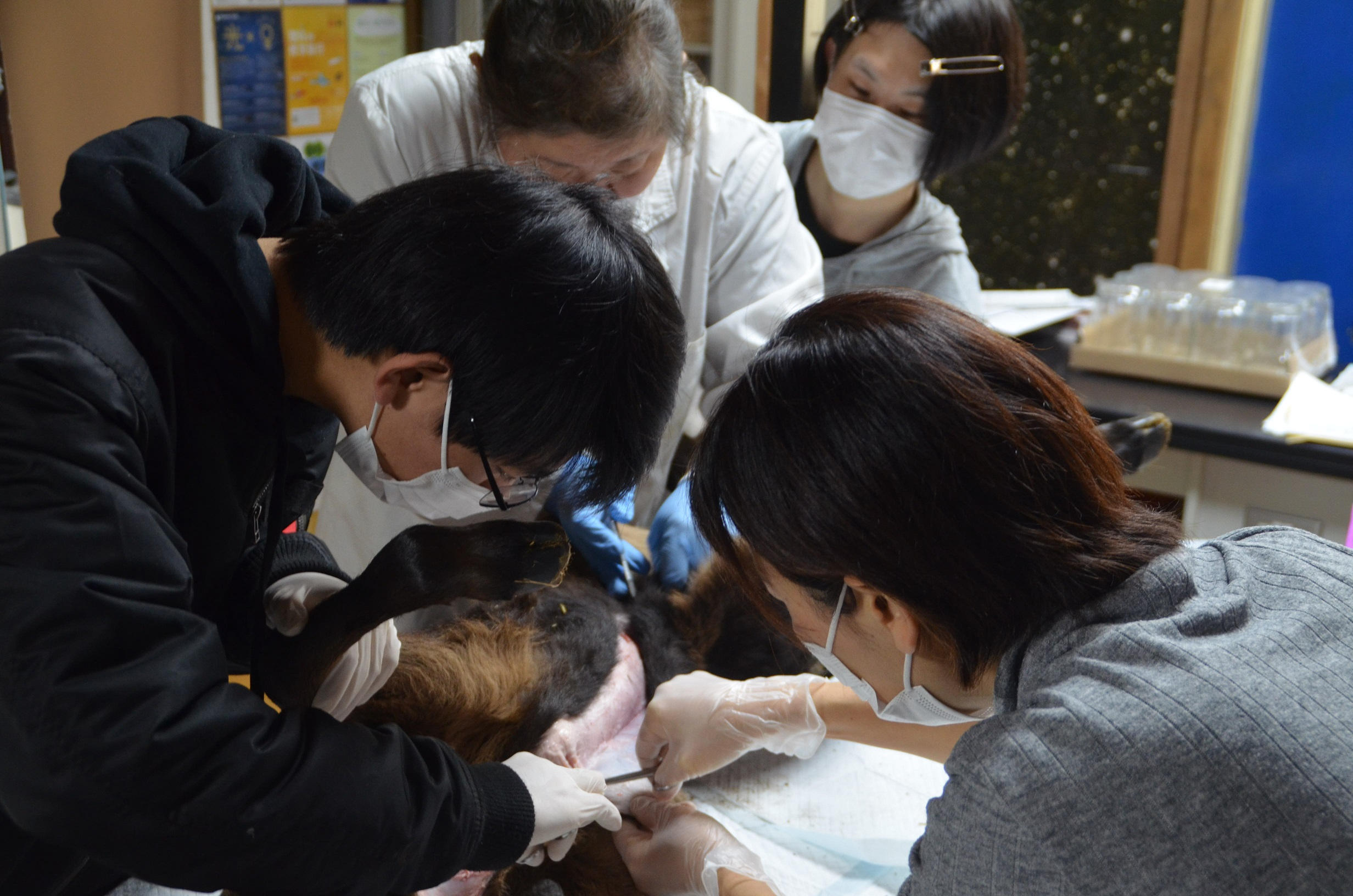 体験】キョンの解剖(5人まで) - (ふわふわすべすべの感触が 体験】キョンの解剖(5人まで) - (ふわふわすべすべの感触が