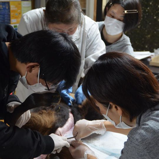 【体験】キョンの解剖（５人まで）