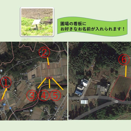 圃場命名権!育った野菜を収穫🥬