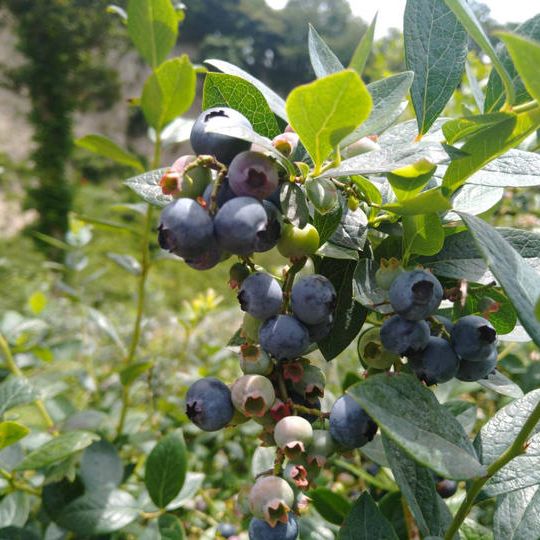 7/30(土)　ブルーベリー収穫体験とジャムづくり（里山べんとう・おみやげ付き）