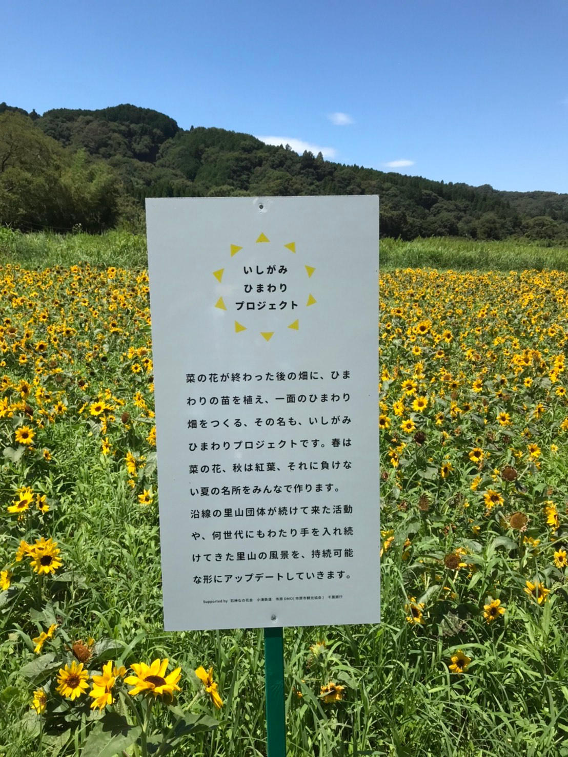 企業向け】ひまわり苗100株＋協賛企業として看板に企業名を記載