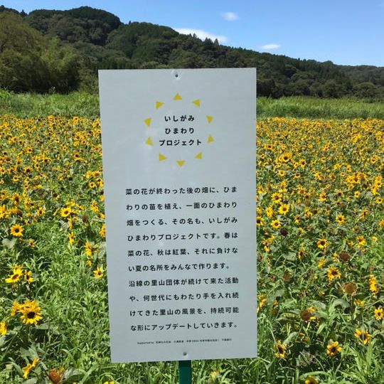 【企業向け】ひまわり苗100株+協賛企業として看板に企業名を記載