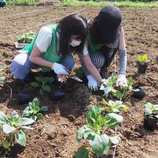 ひまわり苗植えイベントへご招待 + 石神なの花畑フォトブック